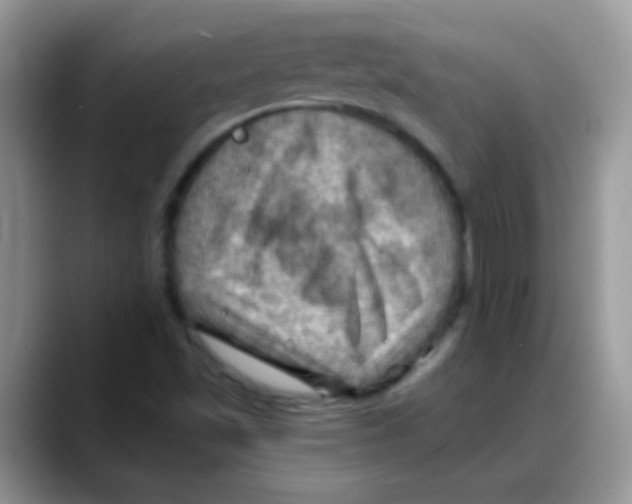 X0000088061501200706081639