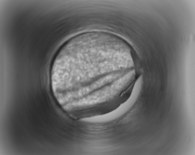X0000088061515200706081639