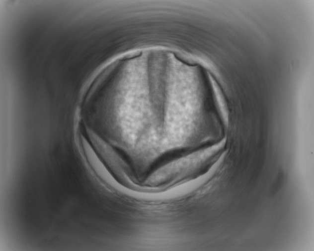 X0000088061524200706081639