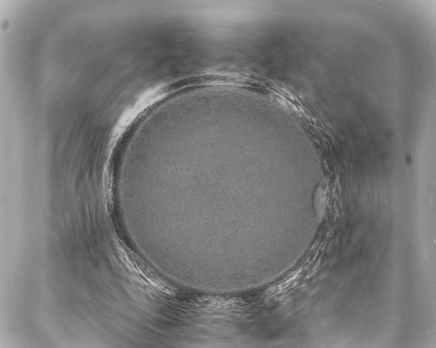 X0000088070343200705111411