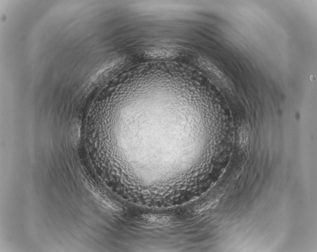 X0000088070733200705111405