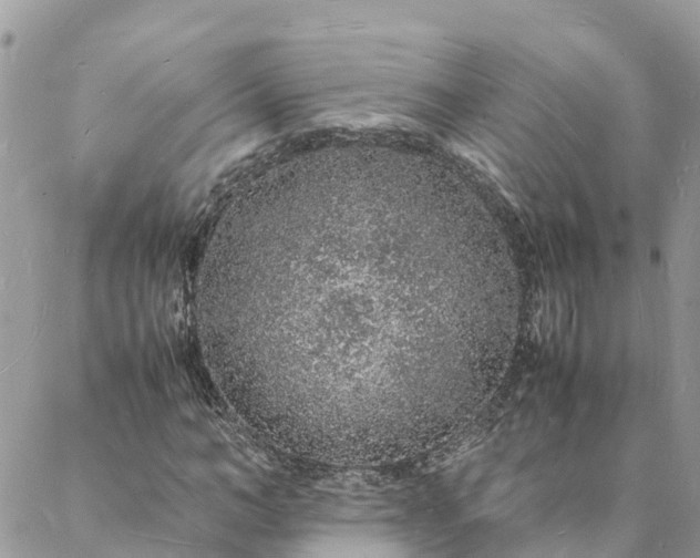 X0000088070966200705182202