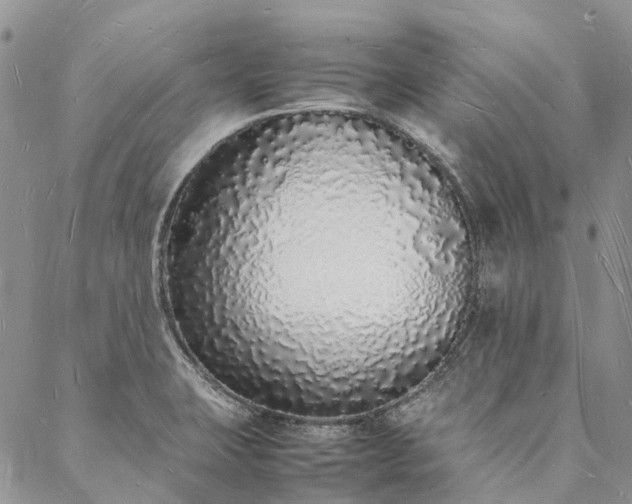 X0000088071423200705182155