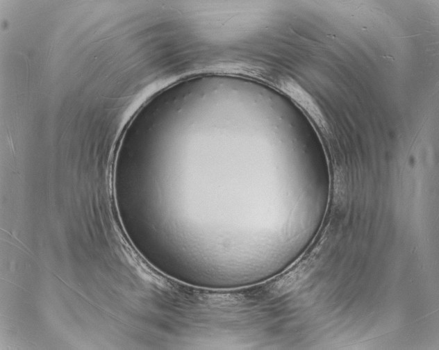 X0000088071436200705182155