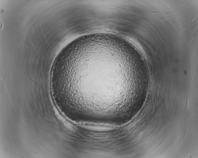 X0000088071439200705182155