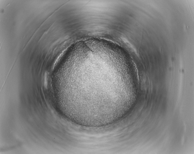 X0000088070026200705251413