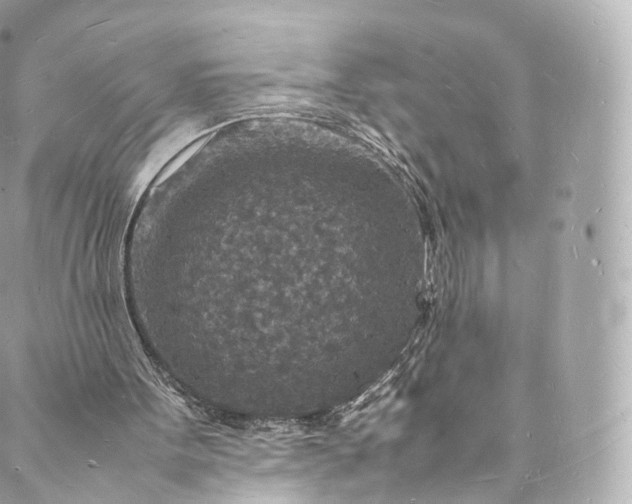 X0000088070099200705251412