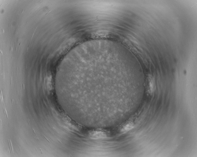 X0000088070224200705251410