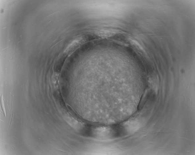 X0000088070237200705251410