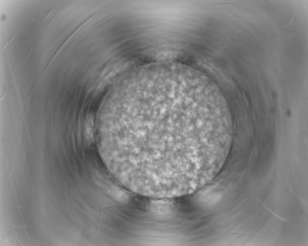 X0000088070240200705251410