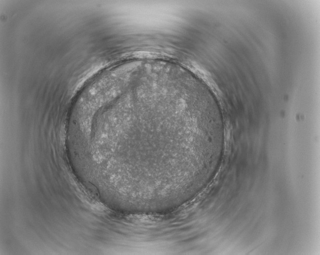 X0000088070297200705251409