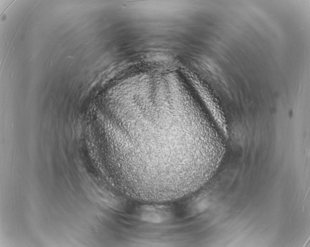 X0000088070367200705251408