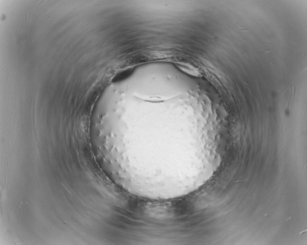 X0000088070373200705251408