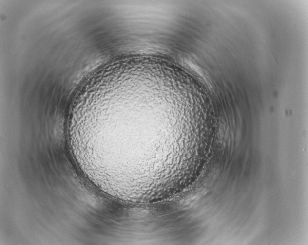 X0000088070394200705251407