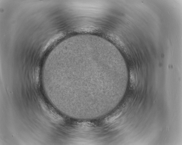 X0000088070396200705251407