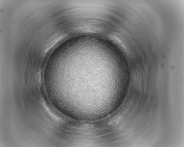 X0000088070398200705251407