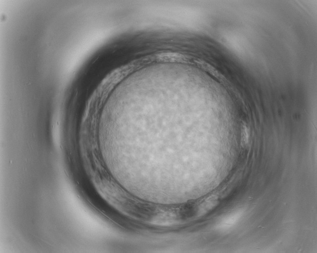 X0000088070431200705251407