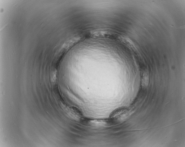 X0000088070477200705251407