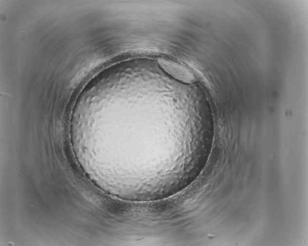 X0000088070487200705251406