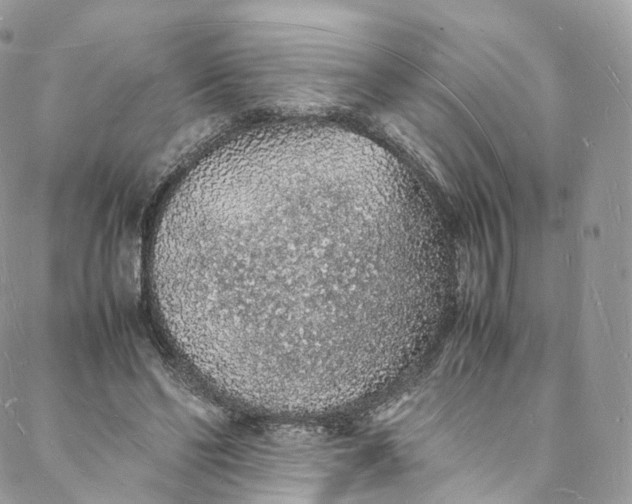 X0000088070494200705251406