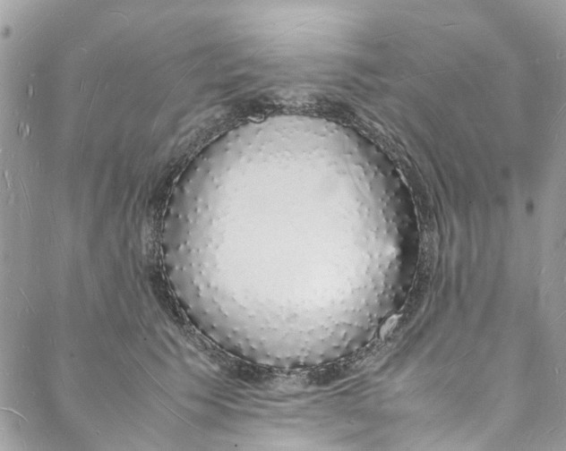 X0000088070609200705251404