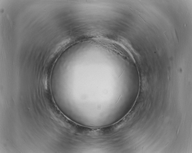 X0000088070068200706011524
