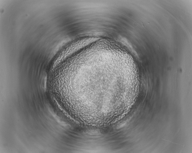 X0000088070110200706011523