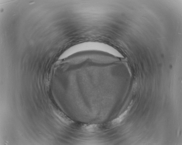 X0000088070186200706011523