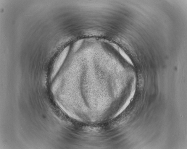 X0000088070255200706011521