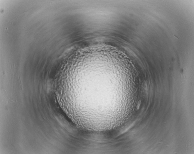 X0000088070284200706011521