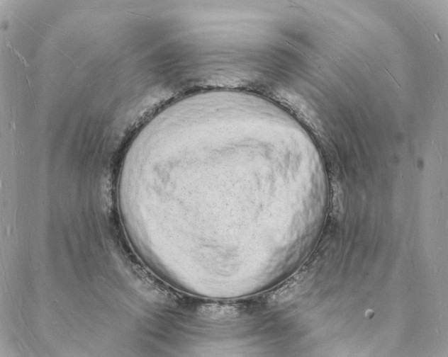 X0000088070354200706011519