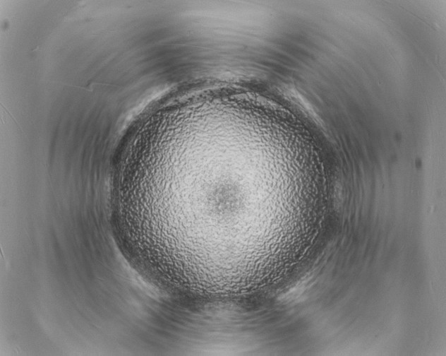 X0000088070444200706011517