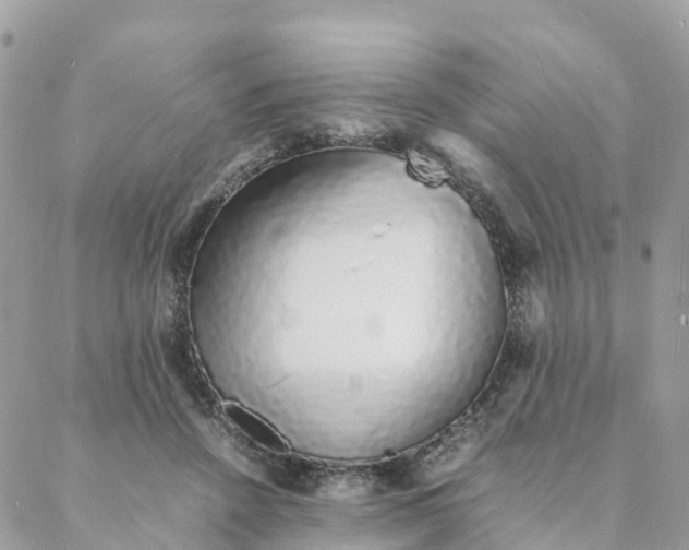 X0000088070456200706011518