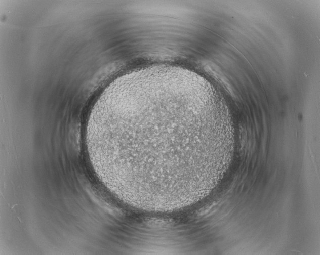 X0000088070494200706011517