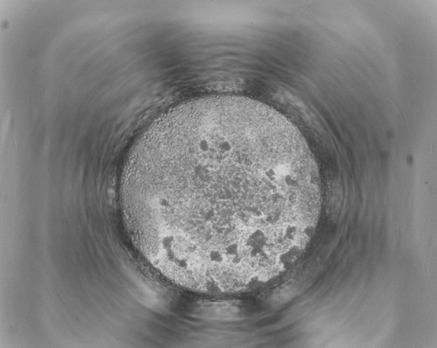 X0000088070553200706011516