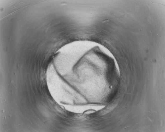 X0000088070624200706011515