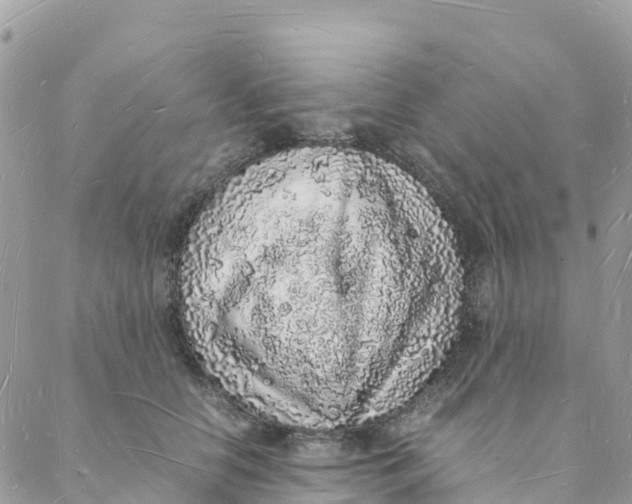 X0000088070658200706011515