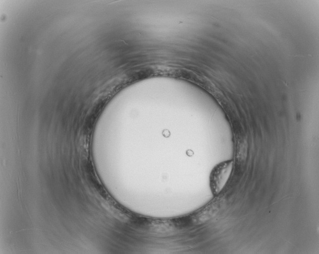 X0000088070666200706011515