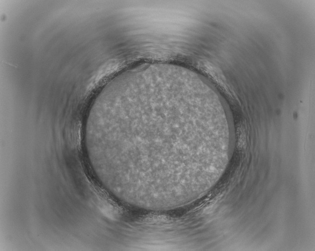 X0000088070685200706011514