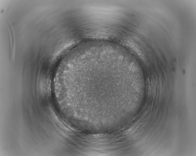 X0000088070692200706011514