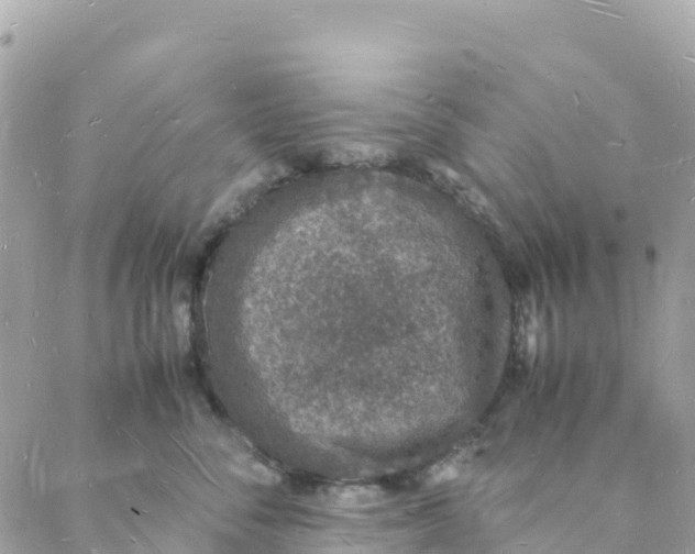 X0000088070716200706011513