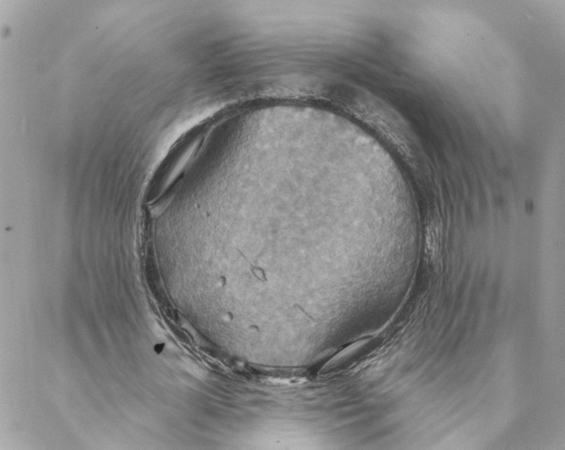 X0000088070724200706011513