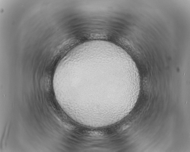 X0000088070741200706011513