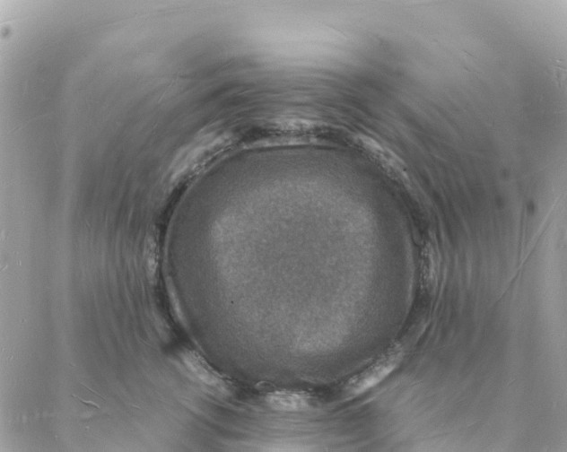 X0000088070762200706011513