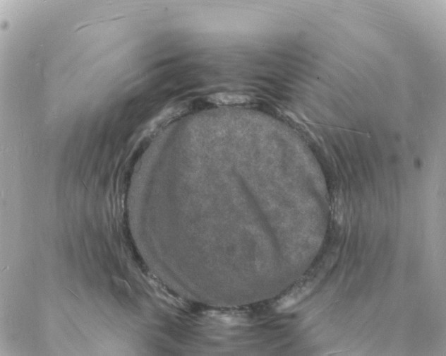 X0000088070763200706011513