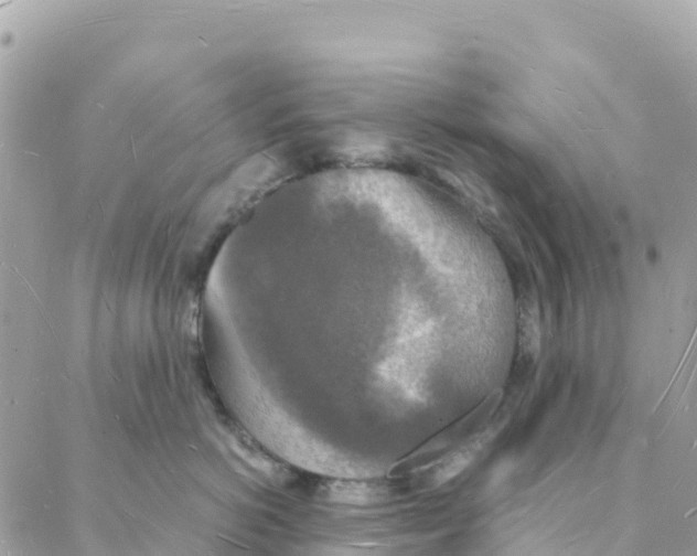 X0000088070766200706011513