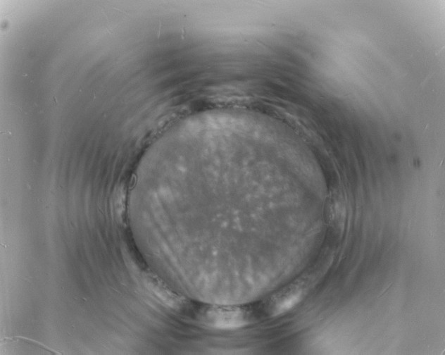 X0000088070767200706011513