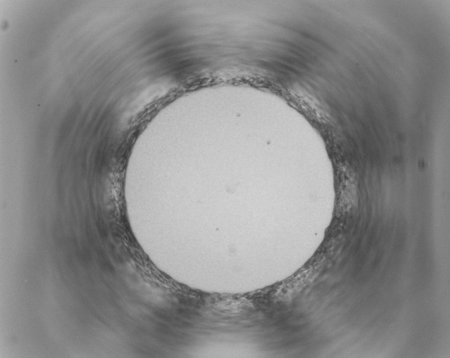 X0000088070824200706011511