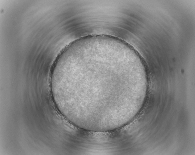 X0000088070832200706011511