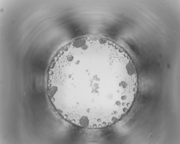 X0000088070856200706011512